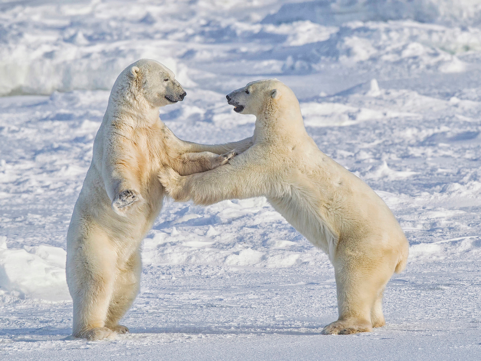 DOMINANCE FIGHT ON THE ICE